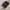 Adidas Superstar Blackgum photo 6