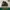 Adidas Superstar Blackgum photo 1