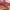 Tory Burch Y2K Luxury Shoulder bag Wanita pink photo 5