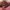 Tory Burch Y2K Luxury Shoulder bag Wanita pink photo 4