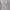 ZARA Y2K Lolita Blouse Wanita white photo 1