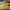 Casual Sneakers Pria yellow photo 1