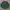 Burberry Vintage Formal shirt Pria green photo 1