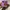 ceraplum somethinc photo 2