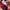 Adidas Sportswear Sweatpants & Joggers Pria burgundy photo 4