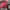 Kipling Streetwear Sportswear Backpack Wanita Burgundy