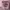 Minimalist Wanita pink photo 1