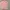 Casual Polo shirt Pria pink photo 1