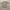 Casual Polo shirt Pria tan photo 2