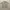 Casual Polo shirt Pria tan photo 1