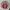 Vintage Capes & poncho Wanita red gray photo 3