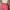Coquette Casual Culotte Wanita pink photo 5