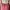 Coquette Casual Culotte Wanita pink photo 6