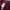 Polo Ralph Lauren Casual T-shirt Pria burgundy photo 4