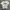 Evisu Luxury Casual T-shirt Pria white photo 1
