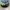 Snapback Mountain Dew Graphic,Beach-Skate-Surf AOP  photo 2