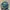 Snapback Mountain Dew Graphic,Beach-Skate-Surf AOP  photo 3