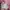 The North Face Minimalist Casual Shirt Wanita pink photo 5