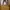 Fossil Luxury Casual Tote bag Wanita tan khaki photo 5