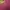 Pancoat Casual Sweater Pria pink photo 3