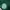 Celana Parasut Adidas X Palmeiras