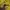 Pancoat Y2K Puffer jacket Pria yellow photo 3