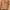 Poloshirt Halfbutton Light Brown Montagut