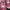 Converse Casual Sneakers Kids Pink