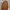 Vans Authentic 44 DX Anaheim Factory ‘OG Leopard’ Original photo 7