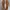 Vans Authentic 44 DX Anaheim Factory ‘OG Leopard’ Original photo 6