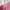 herpalais pink one set top pants photo 9