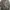 Y2k Prim Rose Shirt Tree Texture photo 10