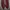 Nike Pria burgundy photo 1