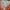 Salomon light jacket orange photo 7