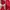 Uniqlo Casual Sportswear Windbreaker Pria red photo 1