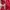 Uniqlo Casual Sportswear Windbreaker Pria Red