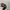 GrayBar Realtree Hats by Port Authority photo 6