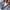 Lacoste Futurist Polo shirt Pria gray photo 5