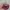 Serum Anua plus gratis leather pouch photo 3
