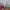 Serum Anua plus gratis leather pouch photo 4