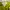 SHREK HAT BY UNIVERSAL STUDIOS SINGAPORE photo 2