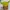 SHREK HAT BY UNIVERSAL STUDIOS SINGAPORE photo 1