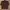 Cropped Brown Long Shirt From Tenue De Attire