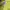 Fluke skateboard yellow photo 3