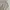 Polo Ralph Lauren Double Pleated Chinos Shortpant photo 6