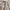 Polo Ralph Lauren Double Pleated Chinos Shortpant photo 7