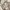 Polo Ralph Lauren Double Pleated Chinos Shortpant photo 9