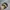 TOPI OREGON DUCKS SNAPBACK HATS BY NIKE TRUE photo 4