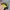 TOPI OREGON DUCKS SNAPBACK HATS BY NIKE TRUE photo 5