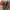 CONVERSE ONE STAR PRO photo 5